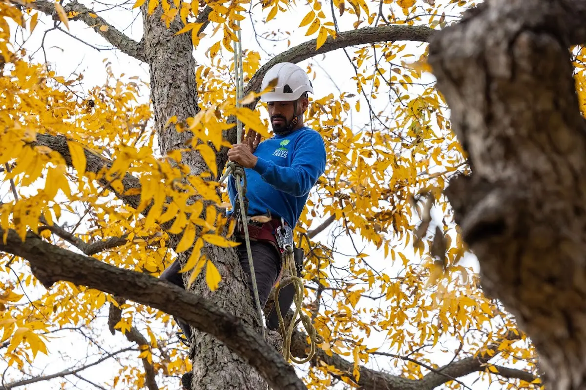 Skilled Dead Tree Removal crew working in Manito